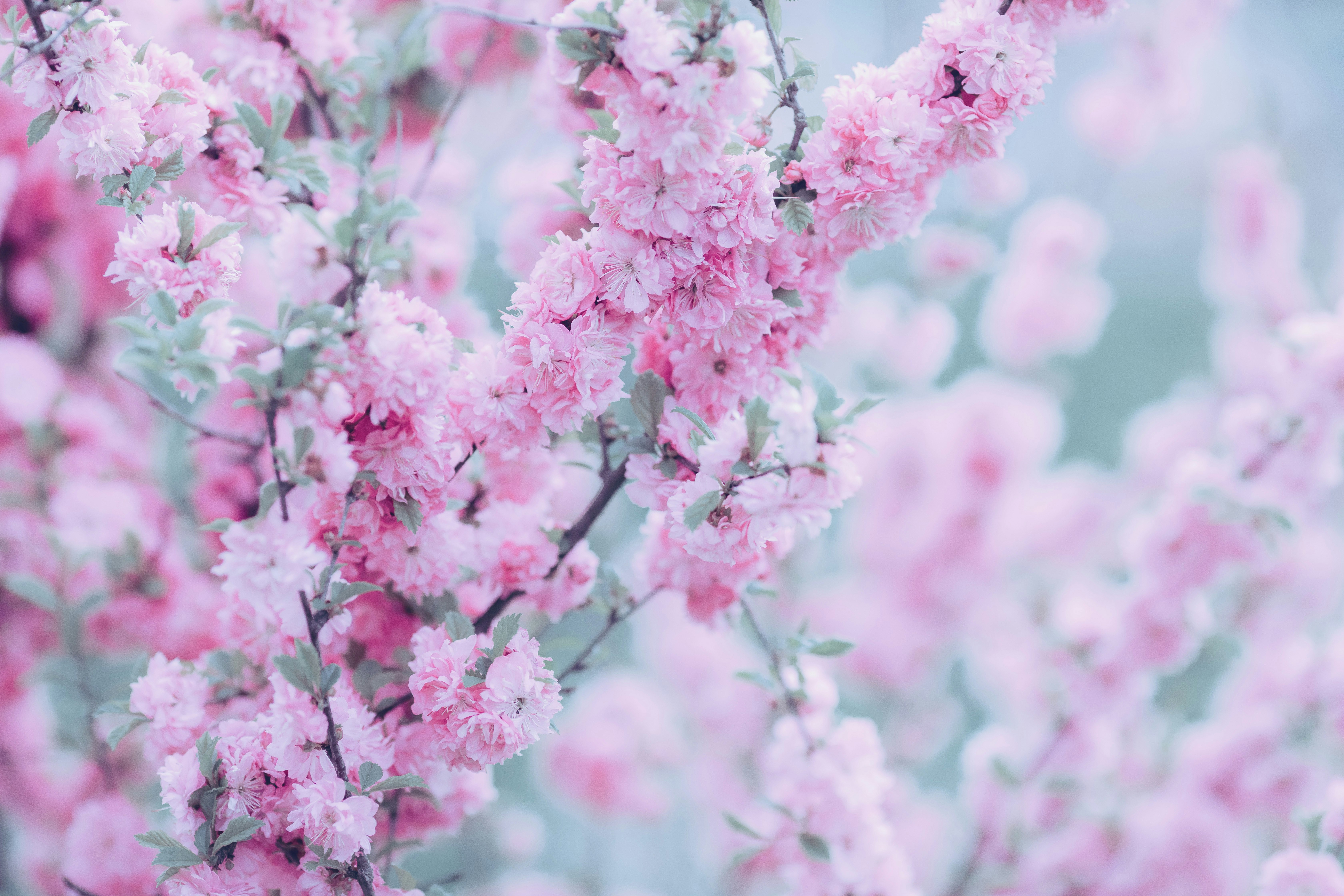 pink cherry blossom in close up photography